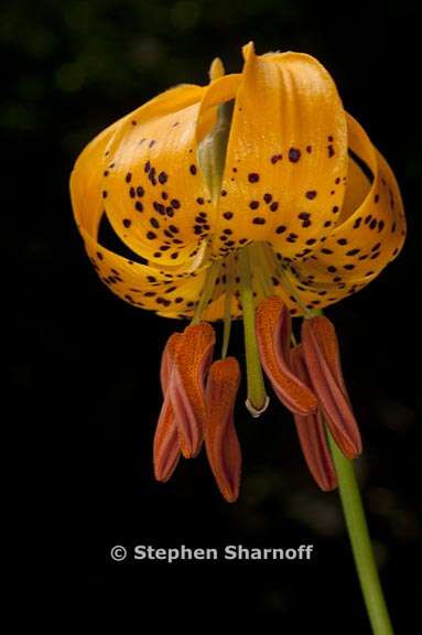 lilium kelleyanum 6 graphic